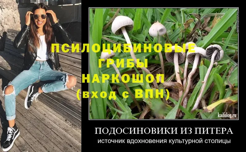 Галлюциногенные грибы Psilocybine cubensis Бор